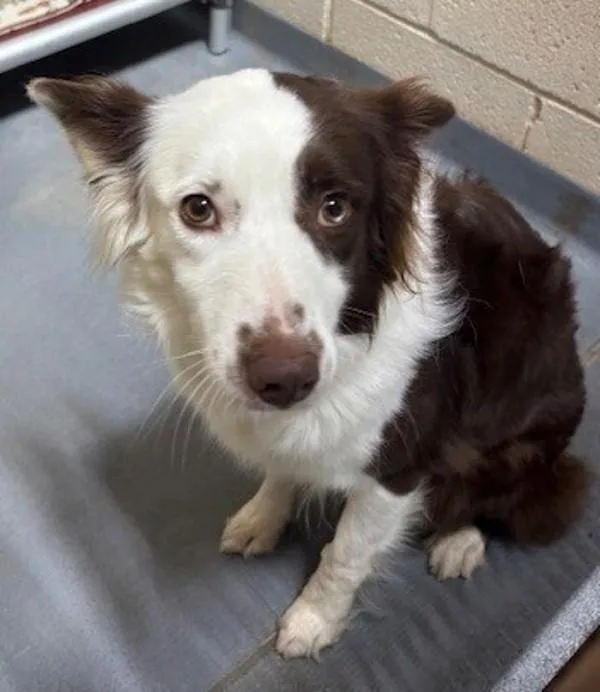 An adult medium-sized female Australian Shepherd dog named Bindi for adoption in Dallas, GA