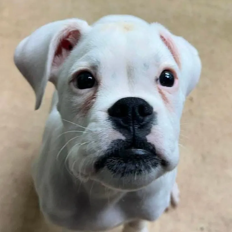 A baby medium-sized male White / Cream Boxer dog named Boogie for adoption in Richmond, VA