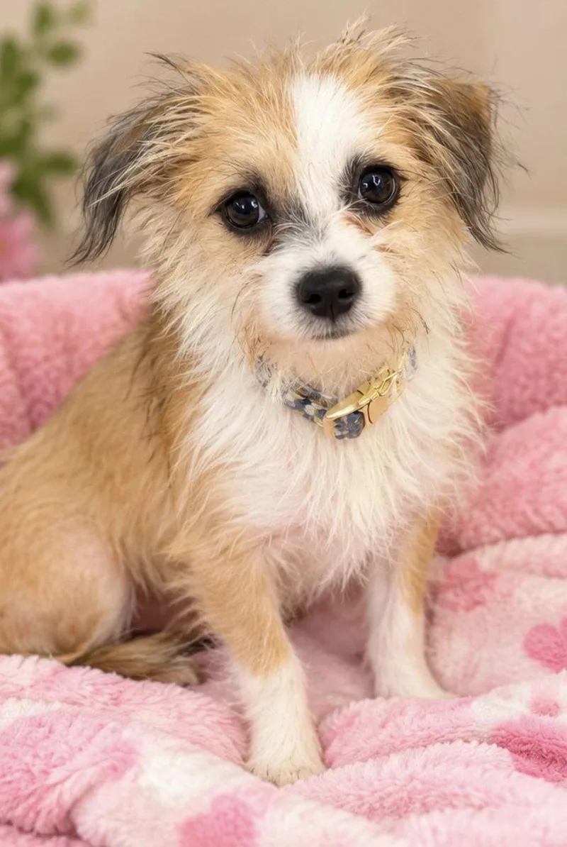 A baby small-sized female Yorkshire Terrier dog named Cookie for adoption in Margate, FL