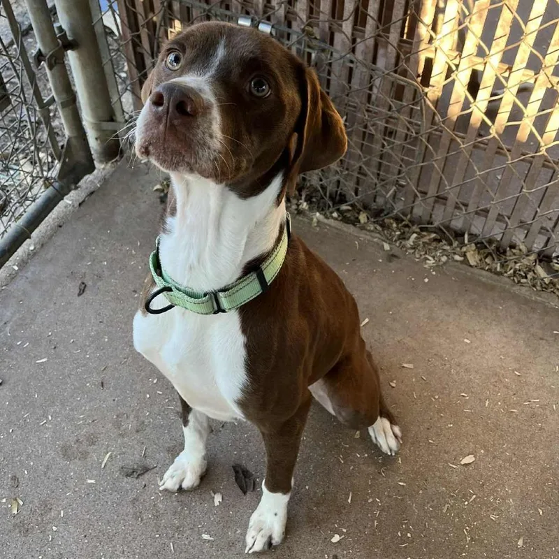 An adult medium-sized male Brown / Chocolate Beagle dog named Rosco for adoption in Stephenville, TX