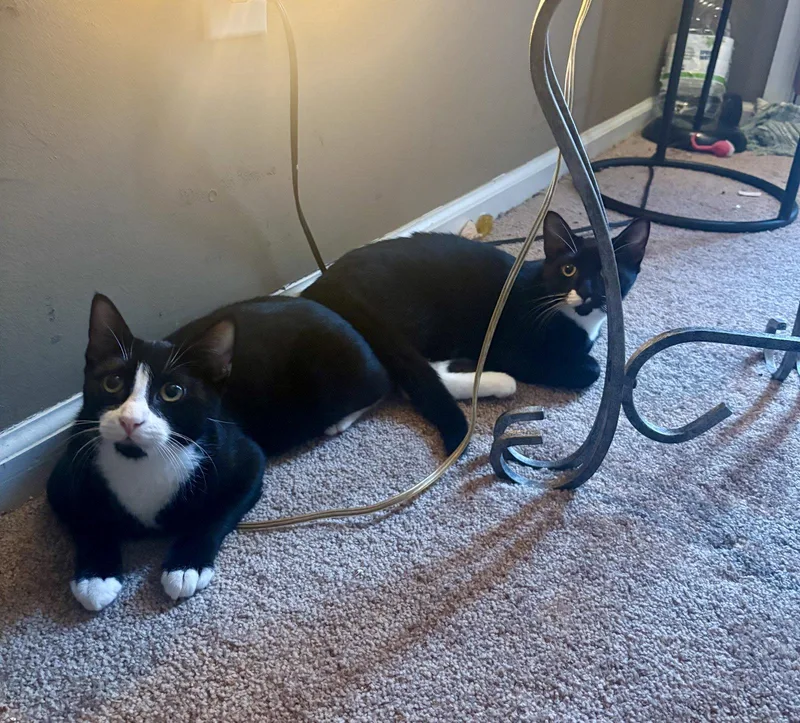 A young medium-sized male Black & White / Tuxedo Domestic Short Hair cat named Chopin for adoption in Penndel, PA