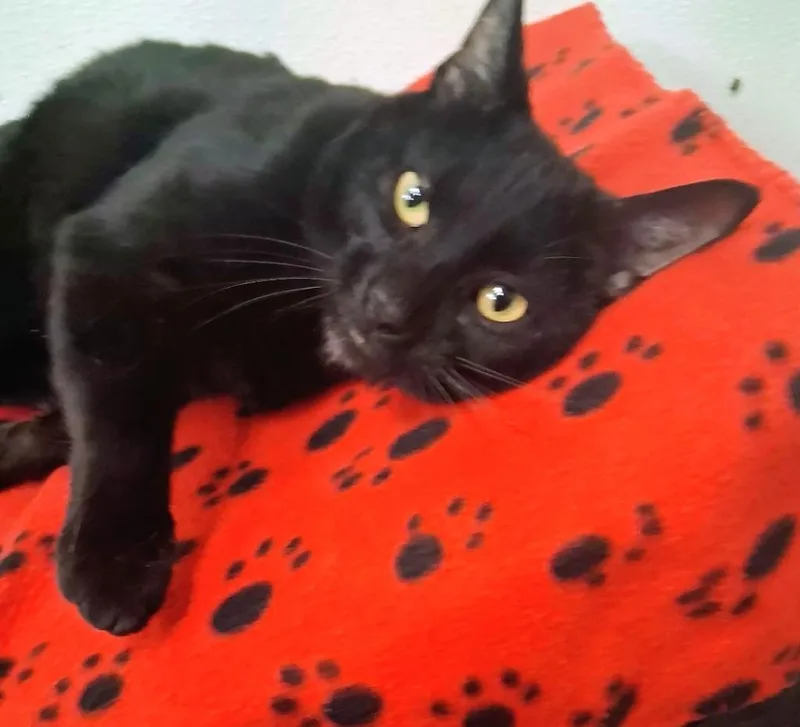 An adult large-sized male Domestic Short Hair cat named Poe for adoption in North Vernon, IN