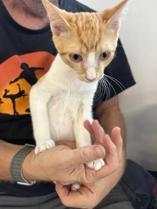 A baby small-sized male Domestic Short Hair cat named Goodness for adoption in West Chester, PA