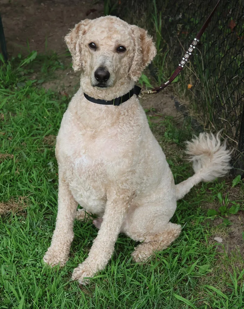 An adult large-sized male Goldendoodle dog named Coco Bear for adoption in Harrison, NY