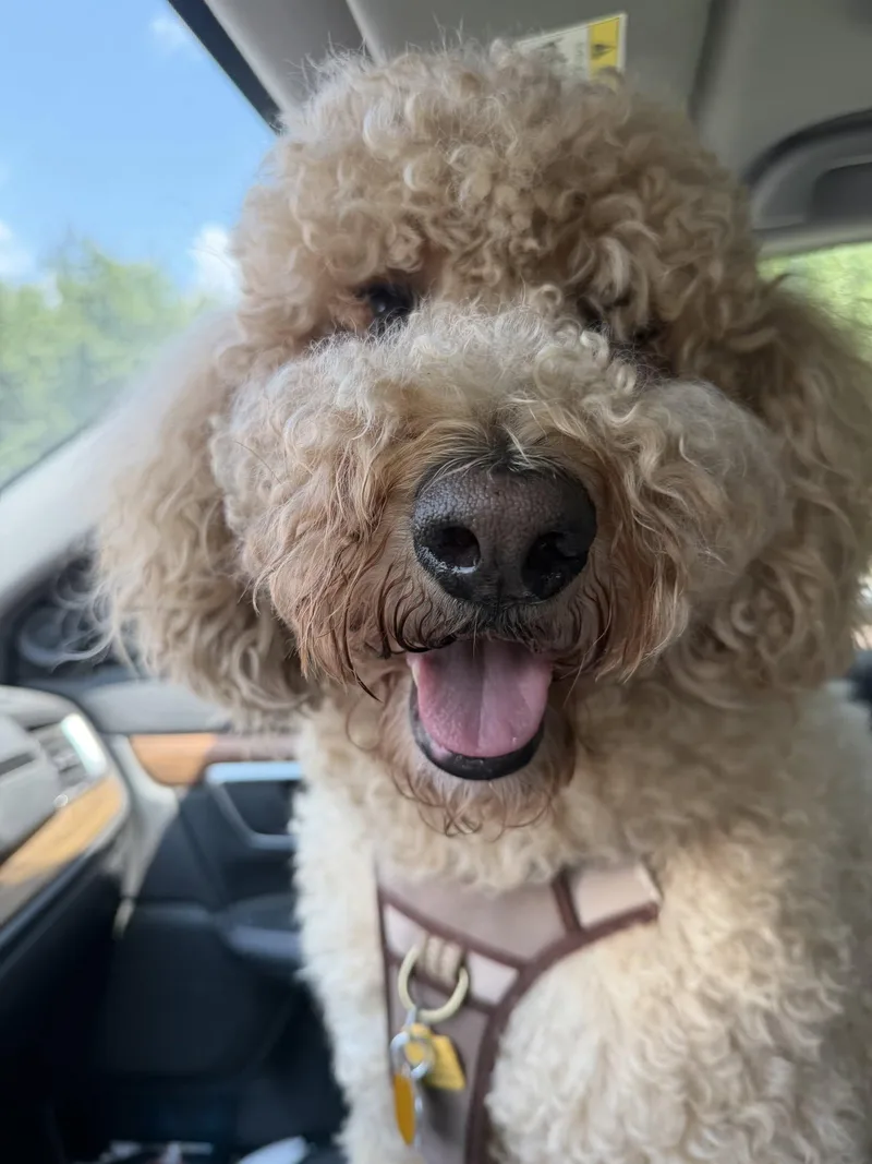 Coco Bear thumbnail 3