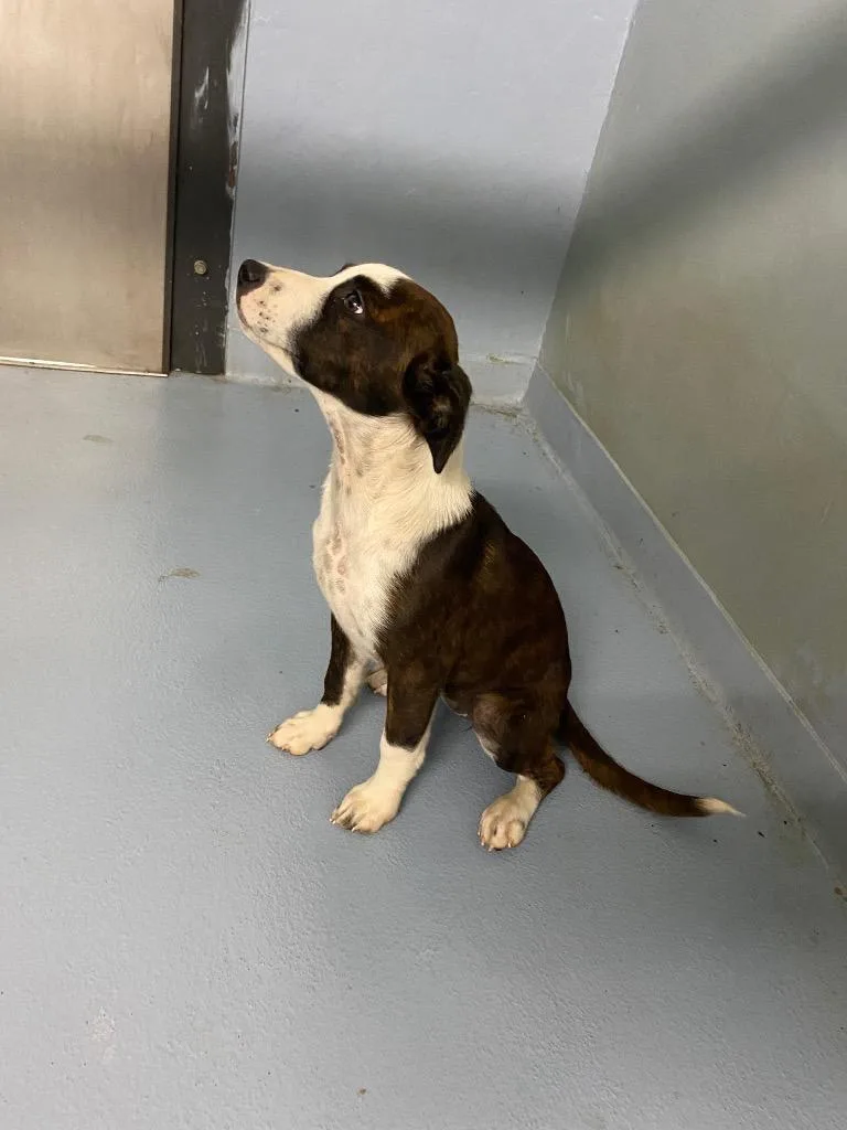A baby large-sized female Mixed Breed dog named Jules for adoption in Cartersville , GA