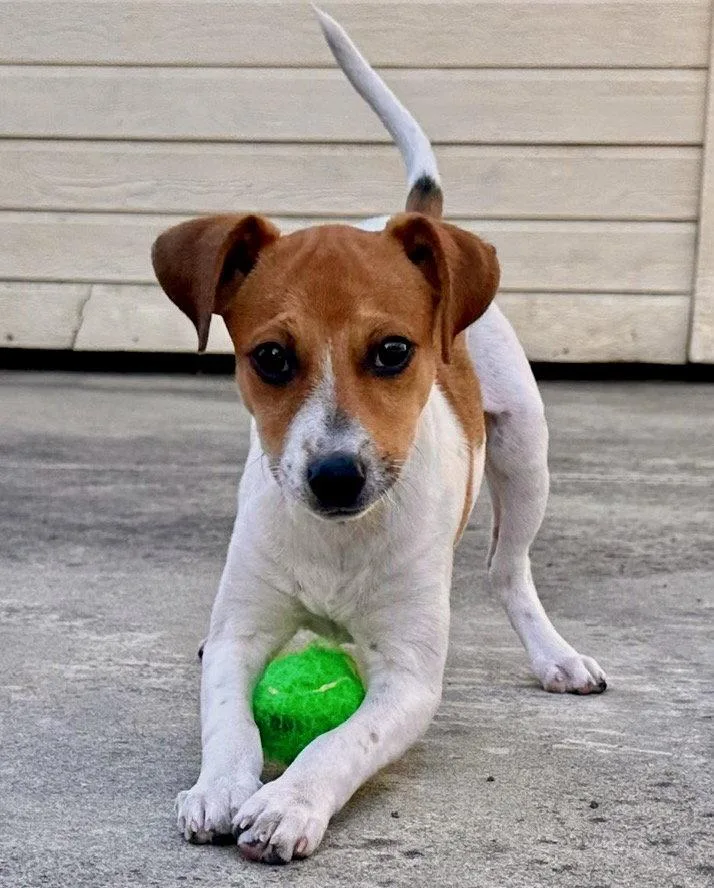 A baby small-sized female Jack Russell Terrier dog named Shimmer for adoption in Palo Alto, CA