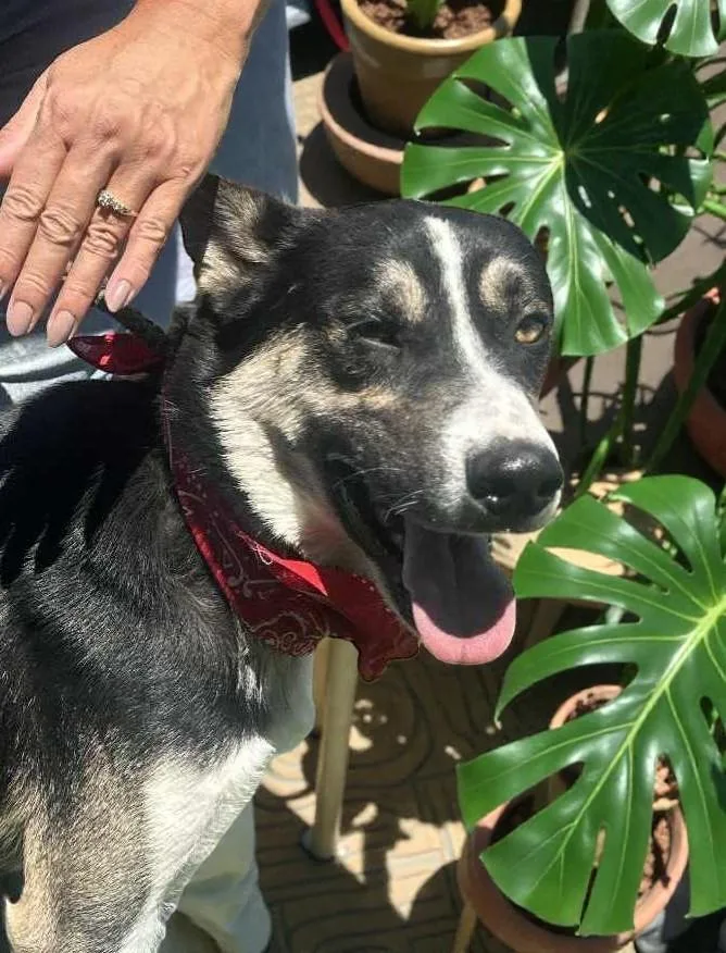 An adult medium-sized male Tricolor (Brown, Black, & White) Siberian Husky dog named Benji for adoption in Ventura, CA