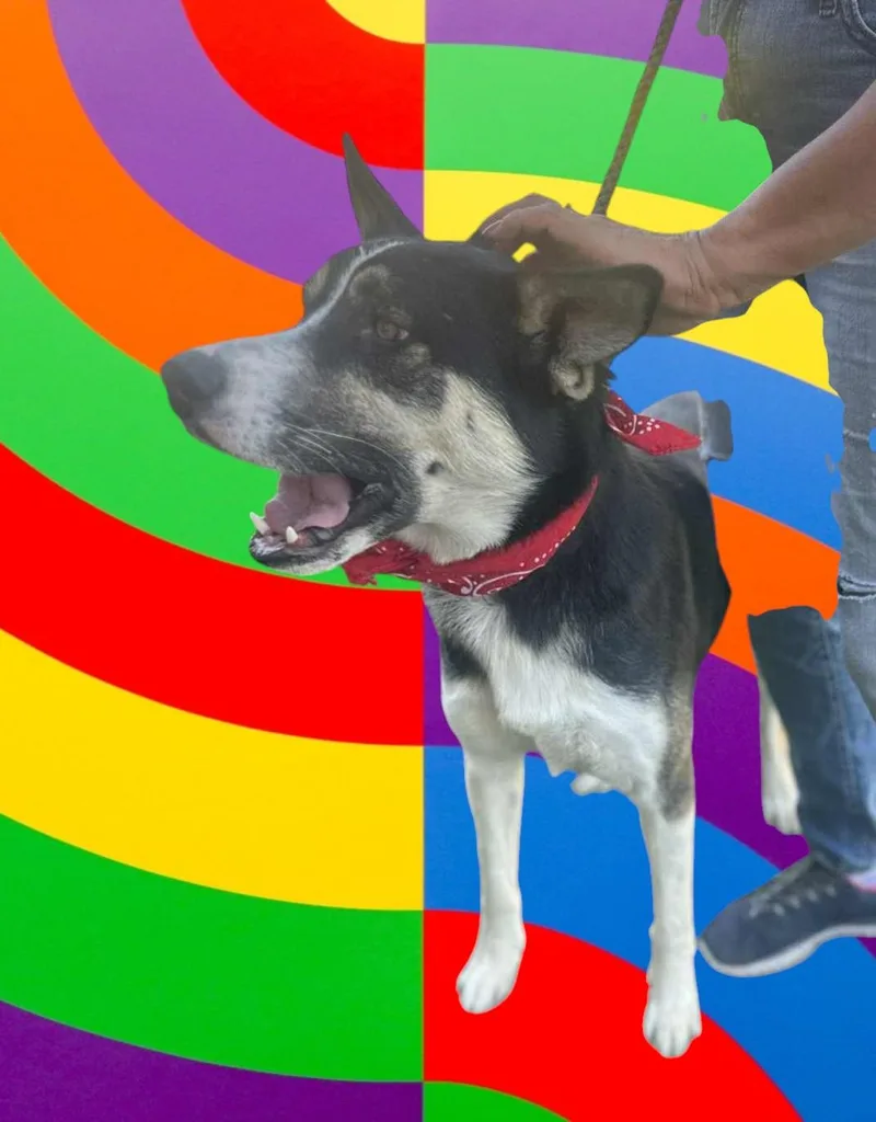 Benji thumbnail 4