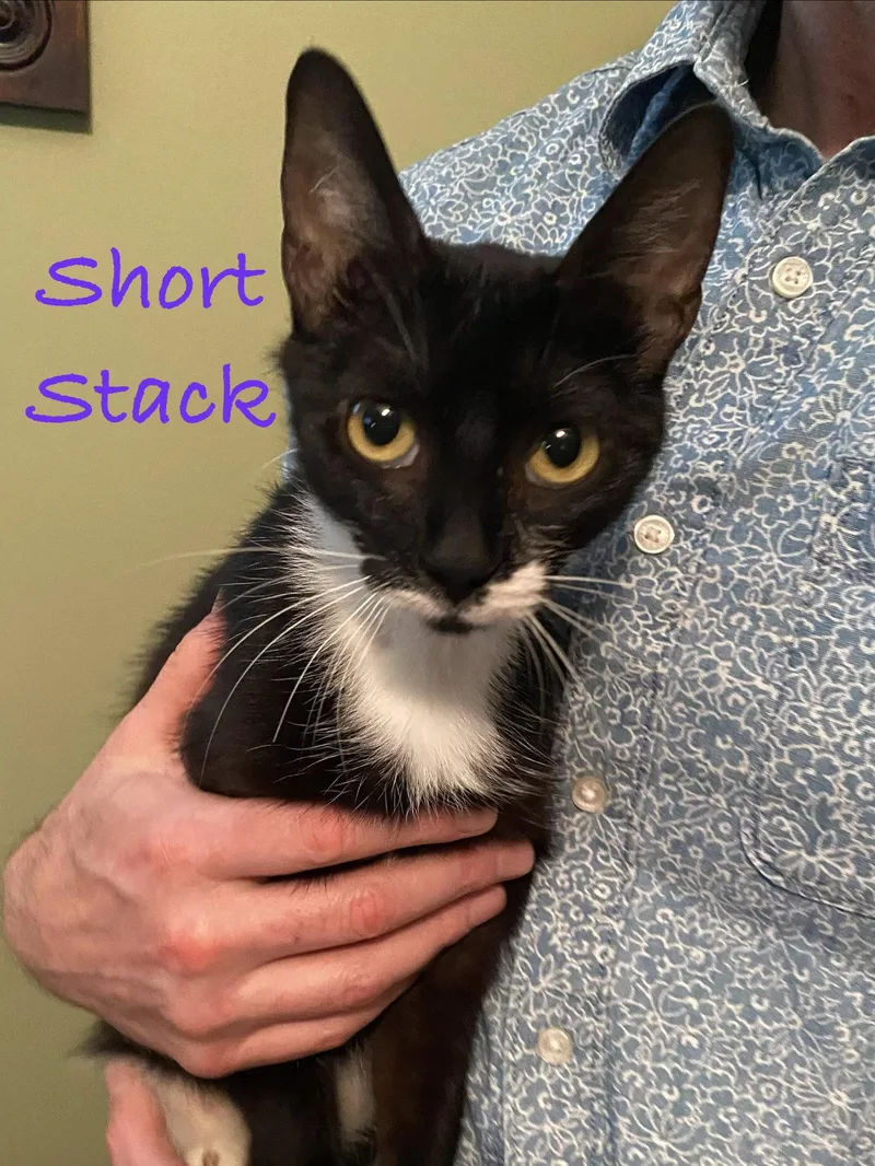 An adult medium-sized female Black & White / Tuxedo Domestic Short Hair cat named Short Stack  Willow for adoption in Greenville, DE