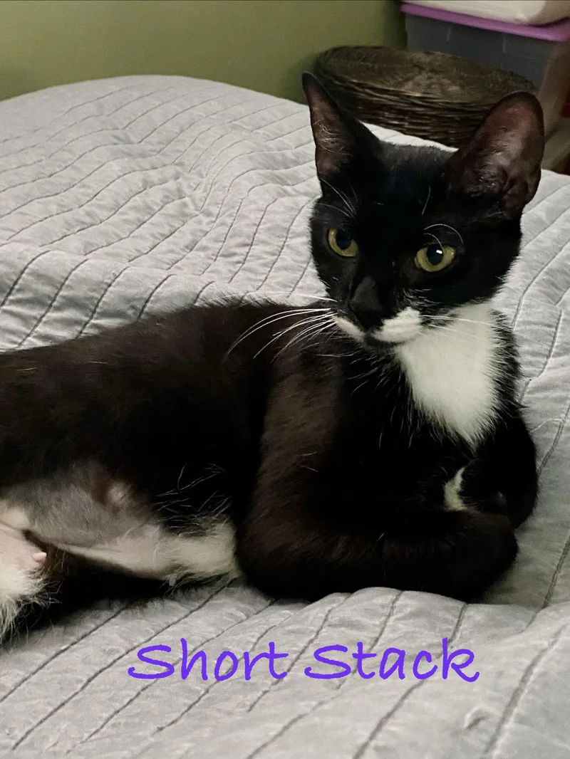 Short Stack  Willow thumbnail 3