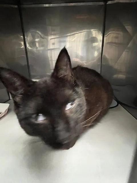 A young medium-sized female Domestic Short Hair cat named Shadow for adoption in Miami, FL