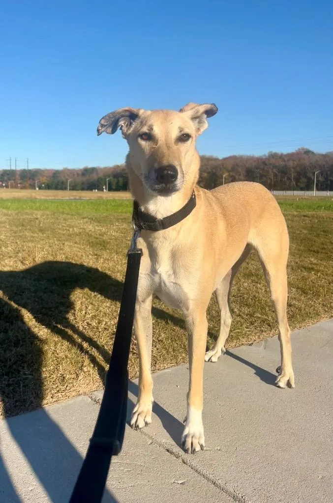 An adult large-sized male Mixed Breed dog named Brownie for adoption in Hampton, VA