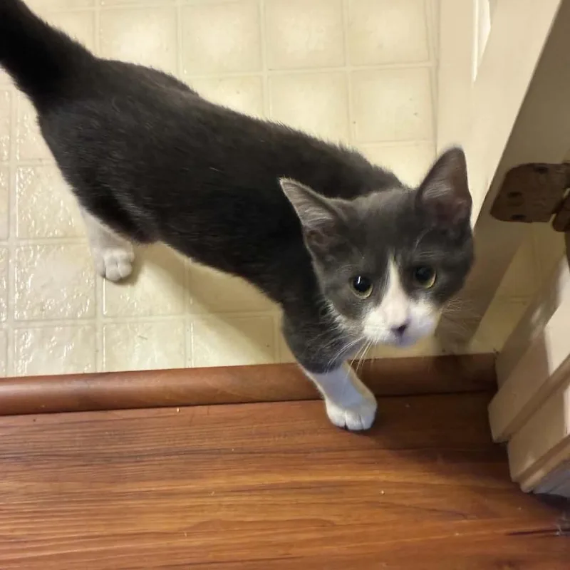 Cooper thumbnail 4