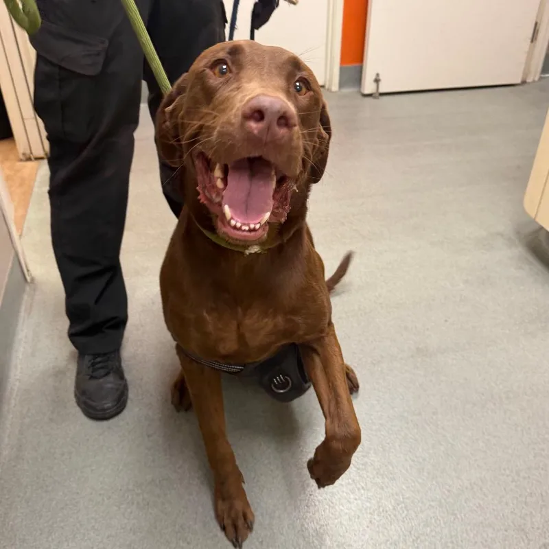 An adult large-sized male Chocolate Labrador Retriever dog named Benny for adoption in Westminster, CA