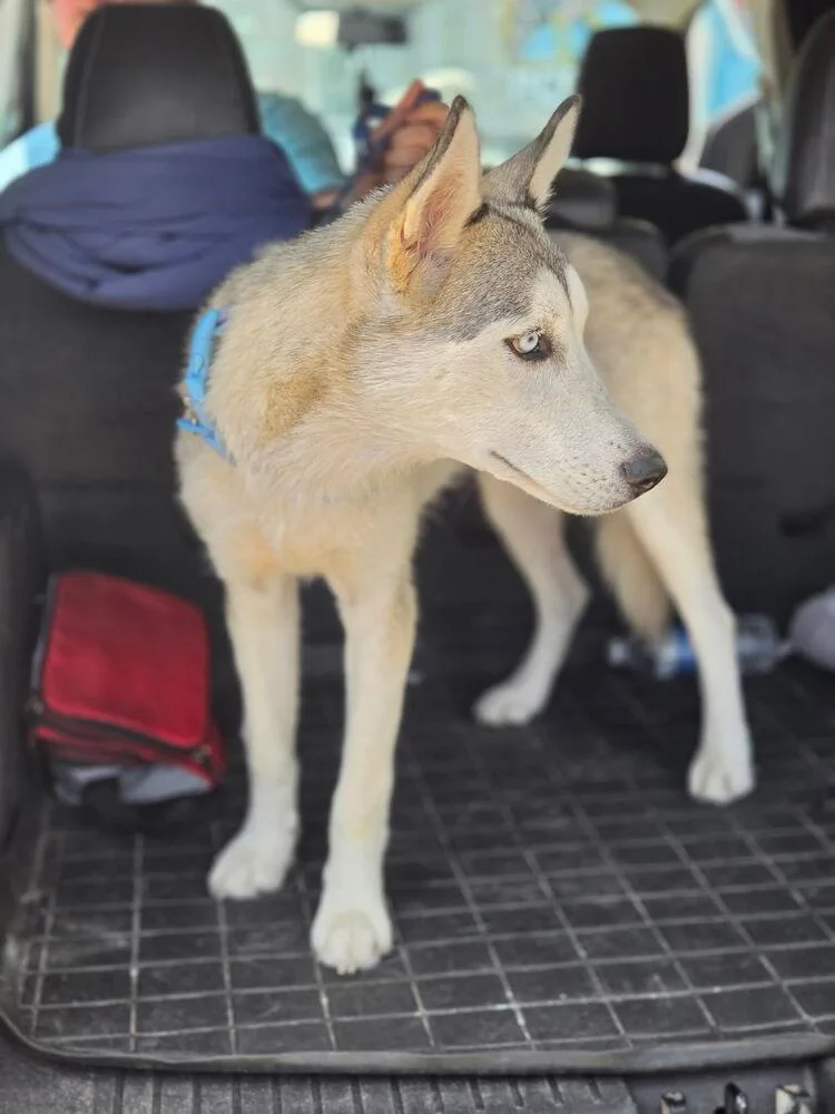 An adult medium-sized male Husky dog named Kyro for adoption in Lakeland, FL