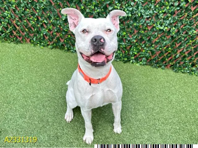 A young large-sized female Mixed Breed dog named Dippity for adoption in West Palm Beach, FL