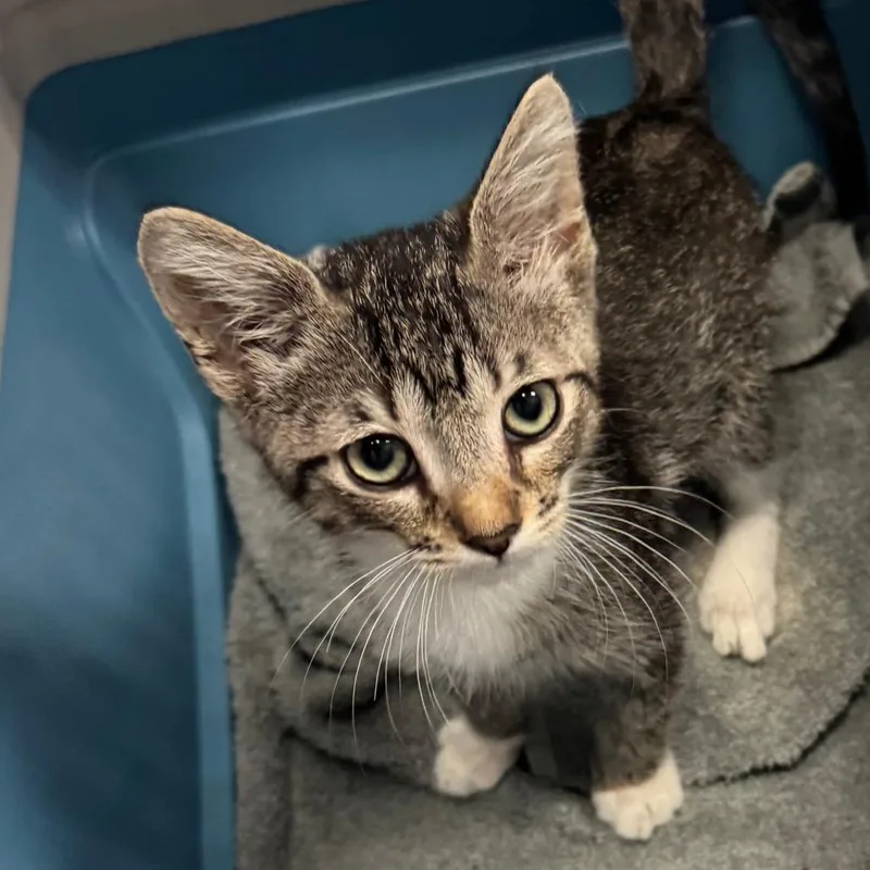A baby small-sized male Brown / Chocolate Domestic Short Hair cat named Sal for adoption in Port Charlotte, FL