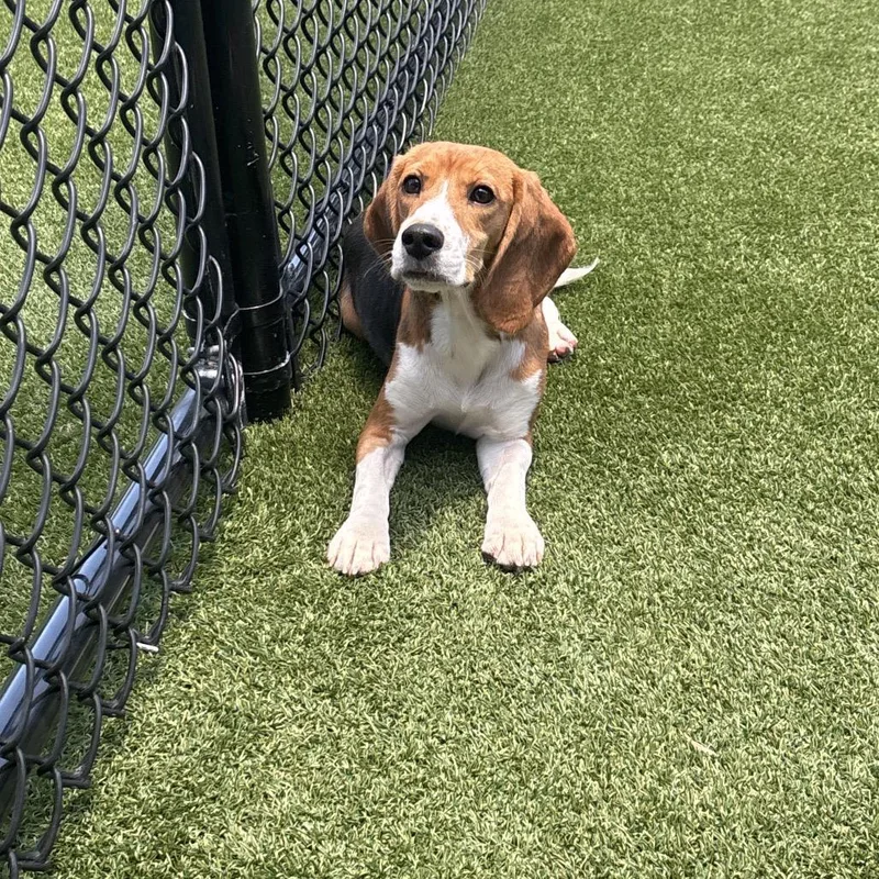 A young small-sized female White / Cream Beagle dog named Linda Lou for adoption in LOXAHATCHEE, FL