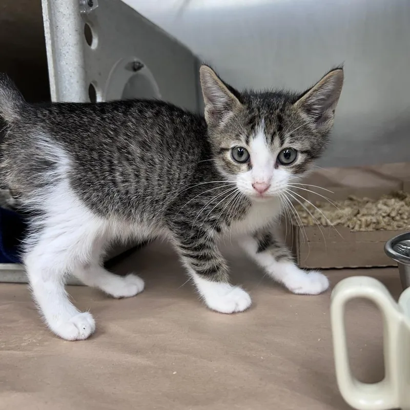 A baby small-sized male Brown / Chocolate Domestic Short Hair cat named Joel for adoption in Bastrop, TX
