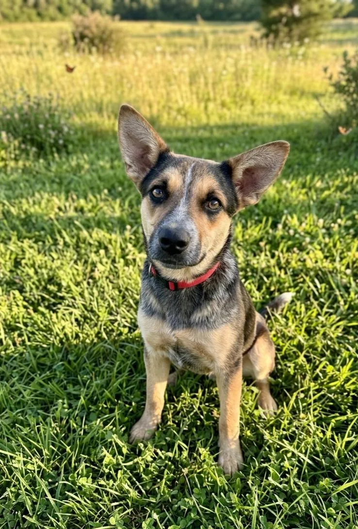 A young medium-sized female Australian Cattle Dog / Blue Heeler dog named Maizee for adoption in North Prairie, WI