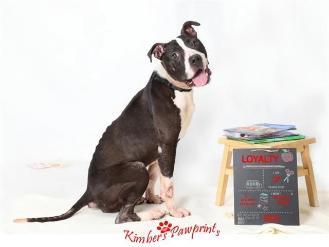 An adult large-sized male English Bulldog dog named Loyalty for adoption in Omaha, NE