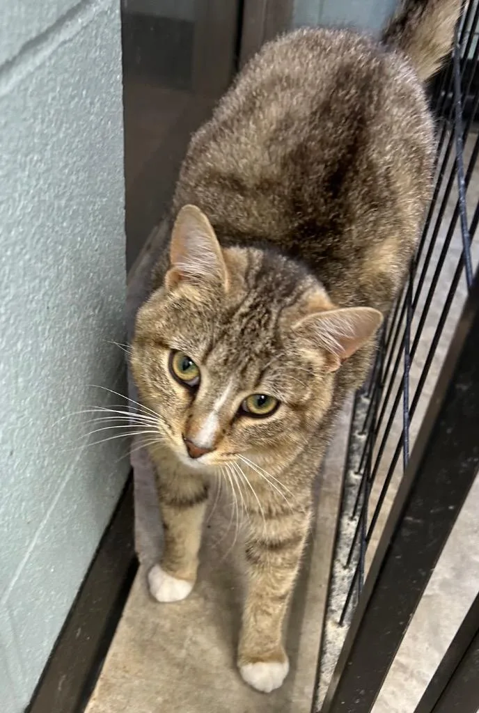 A young large-sized male Domestic Short Hair cat named Oregano for adoption in Bryan, OH