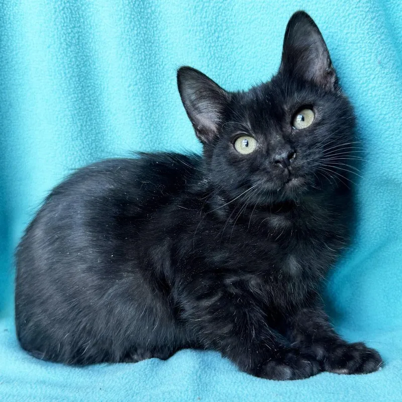 A baby small-sized male Black Domestic Short Hair cat named Hobo for adoption in Mount Juliet, TN