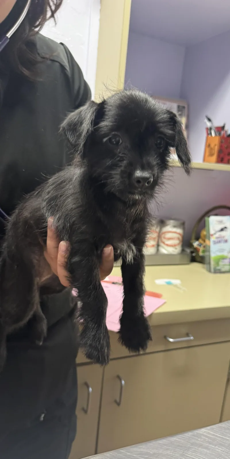 A baby small-sized female Black Chiweenie dog named Scout for adoption in Oakdale, CA