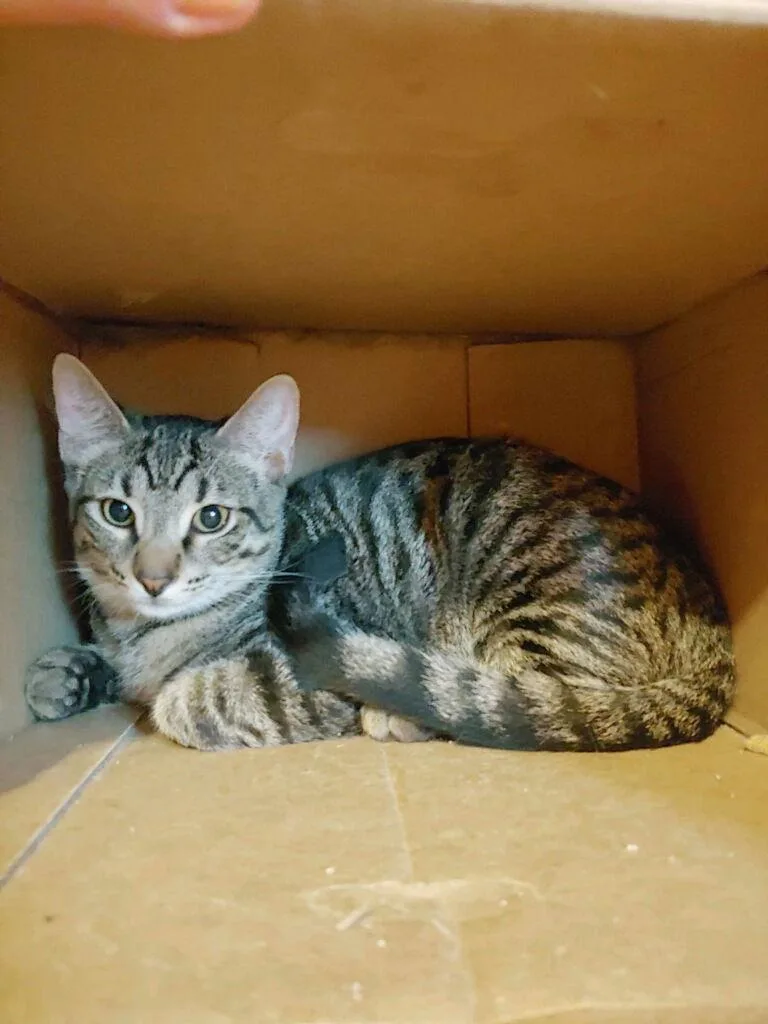 A young medium-sized male Domestic Short Hair cat named Baker for adoption in Pompano Beach, FL