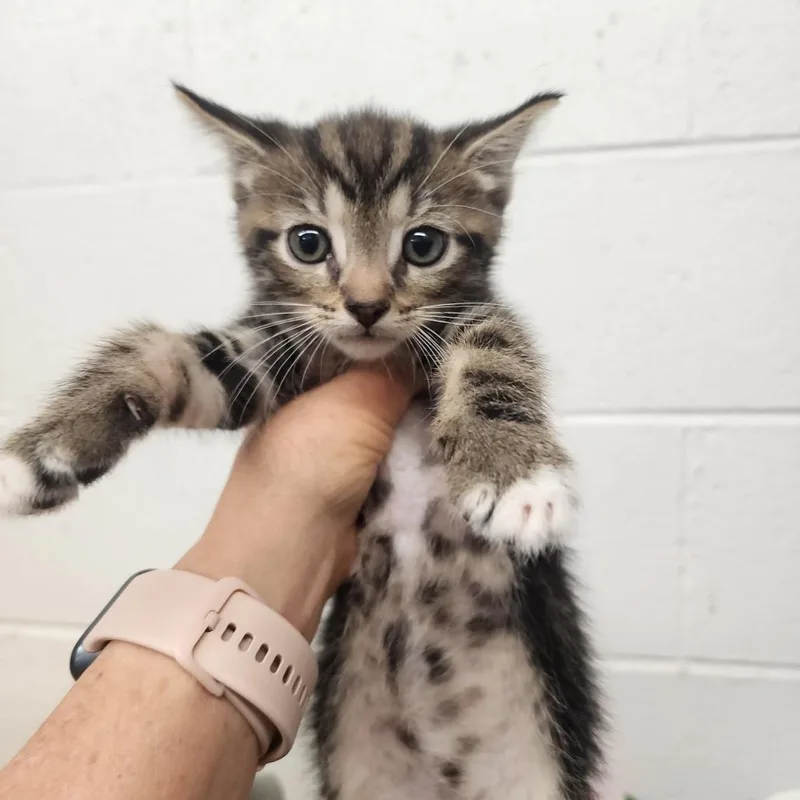 A baby small-sized male Black Domestic Short Hair cat named Freddy for adoption in Evensville, TN