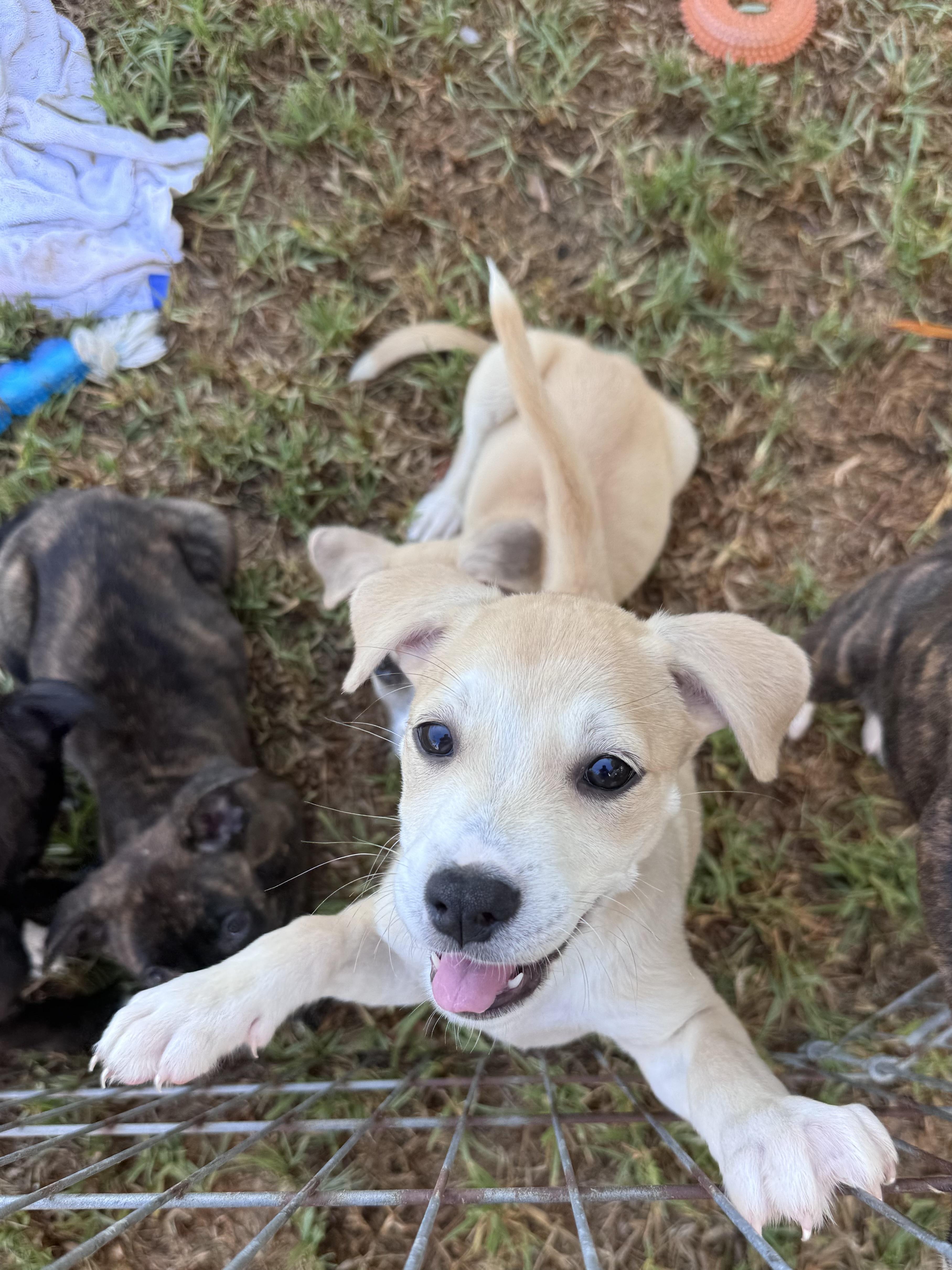 A baby medium-sized female Labrador Retriever dog named Athena for adoption in San Diego, CA
