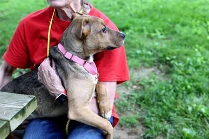 A baby medium-sized male Mixed Breed dog named Casper for adoption in West Chester, PA
