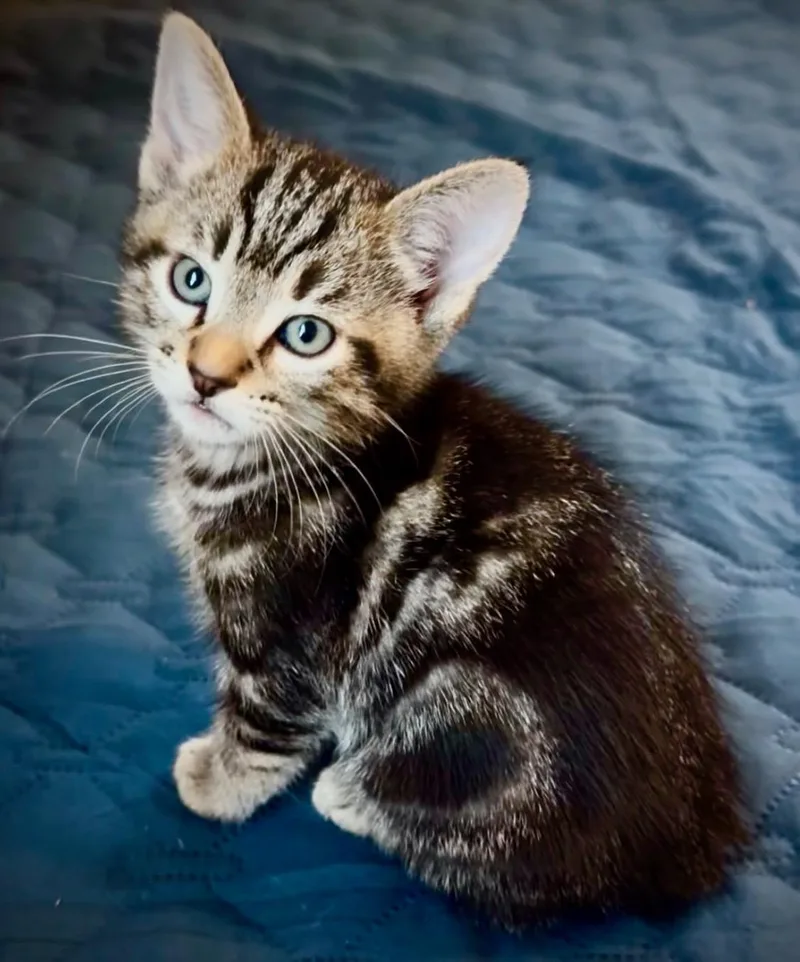 A baby medium-sized female Tabby (Buff / Tan / Fawn) Domestic Short Hair cat named Swirley for adoption in Santa Ana, CA