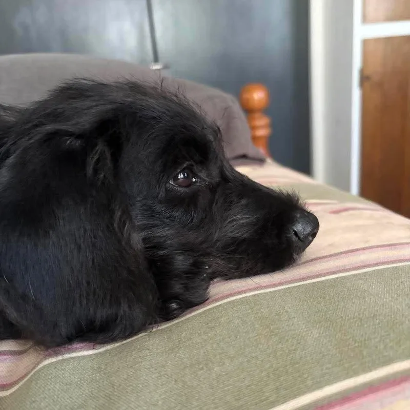 A baby medium-sized male Black Mixed Breed dog named Finn for adoption in Rochester, NY