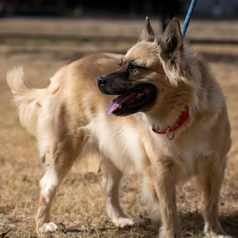 A senior medium-sized female Chow Chow dog named Chloe JuM for adoption in Austin, TX