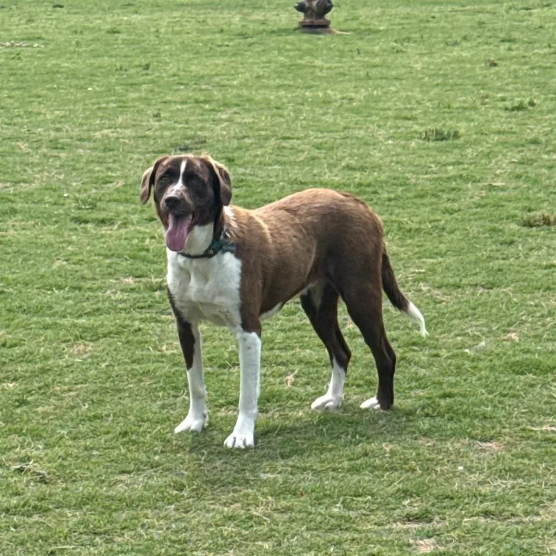 Clyde
