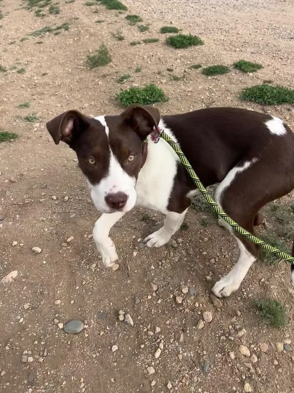 Prudence thumbnail 2