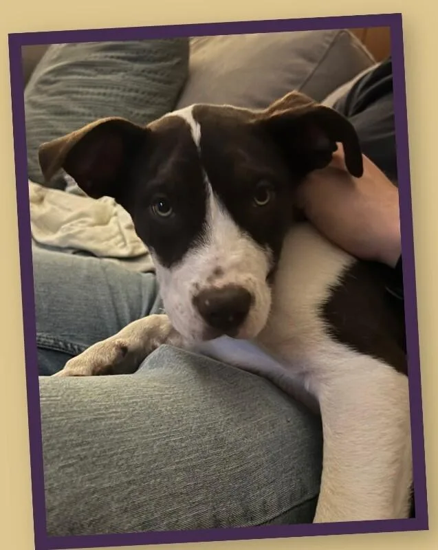 Prudence thumbnail 3