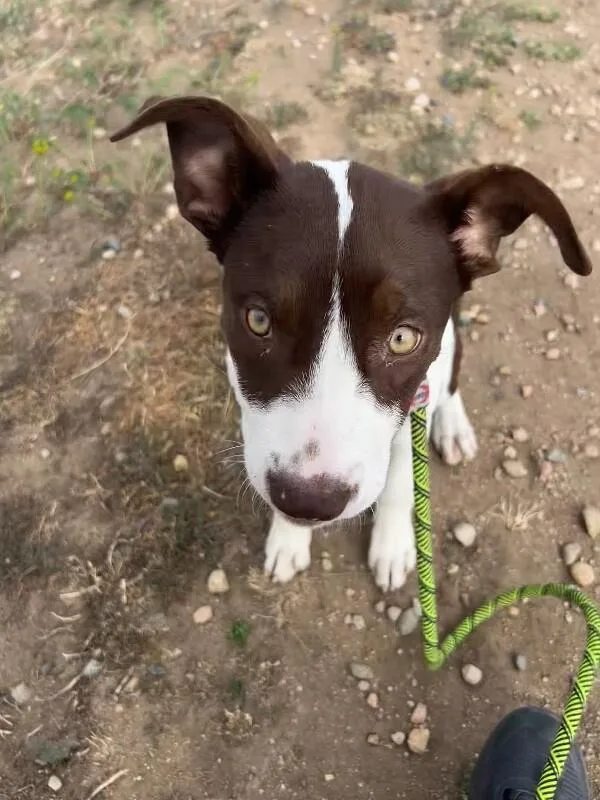 Prudence thumbnail 4