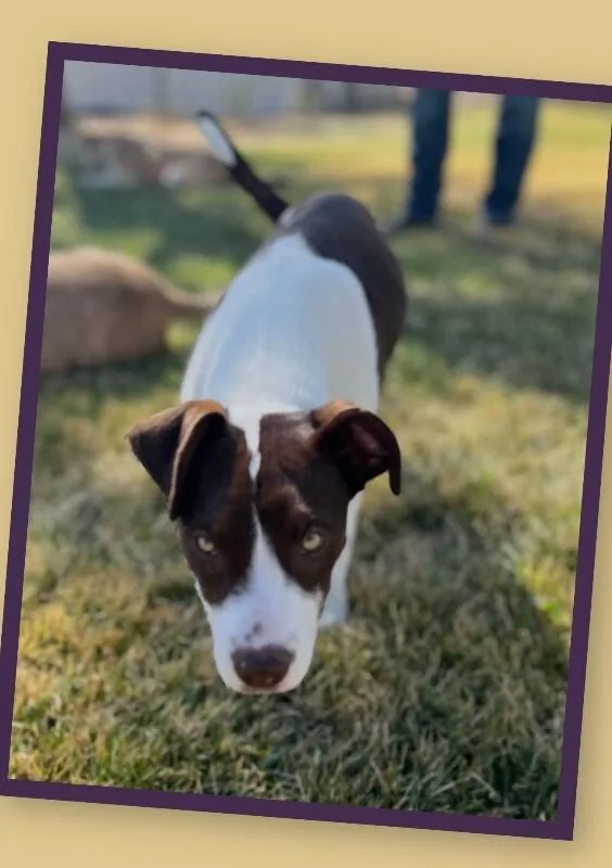 Prudence thumbnail 5