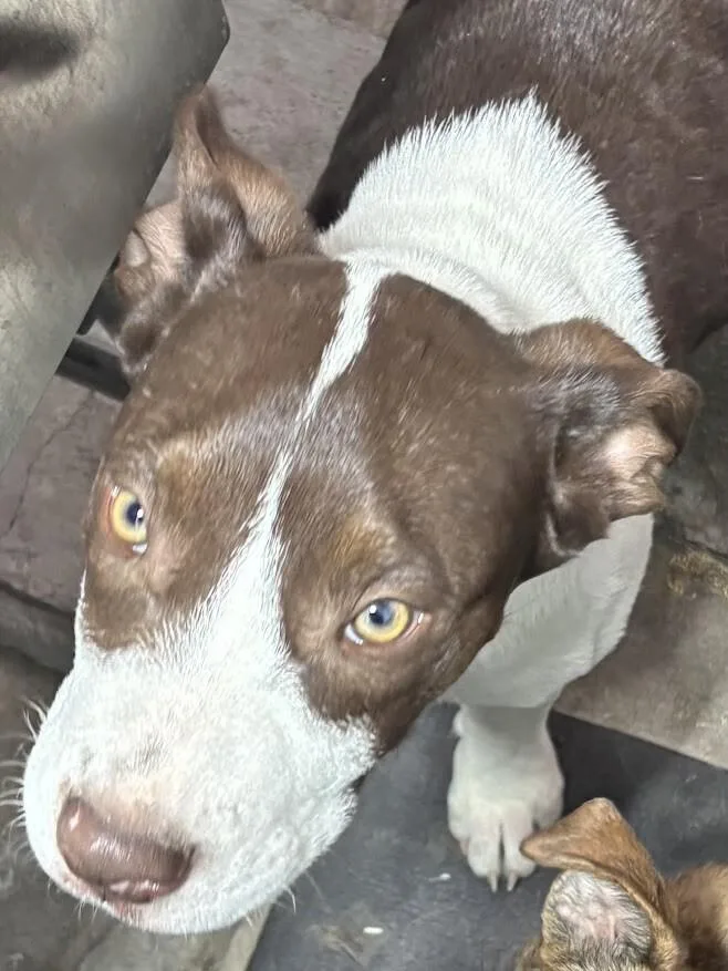 Prudence thumbnail 6