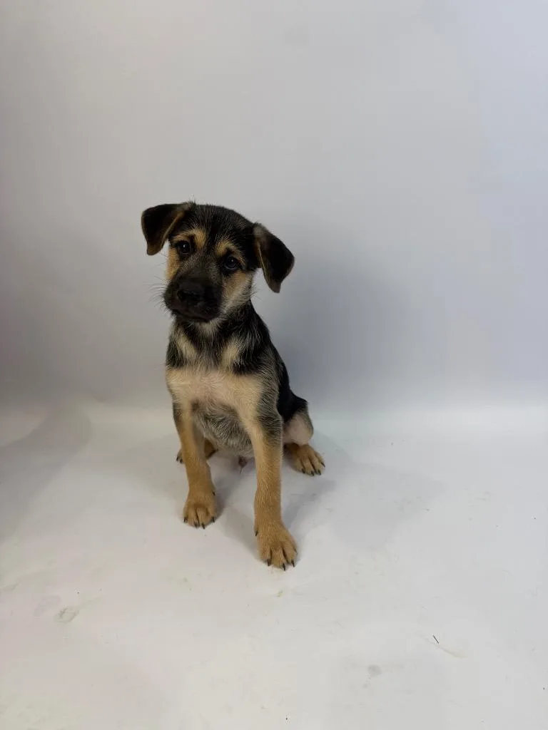 A baby medium-sized male Rat Terrier dog named Frank Castle for adoption in Alvin, TX