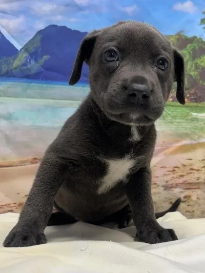 A baby small-sized female Labrador Retriever dog named Croatia for adoption in San Antonio, TX