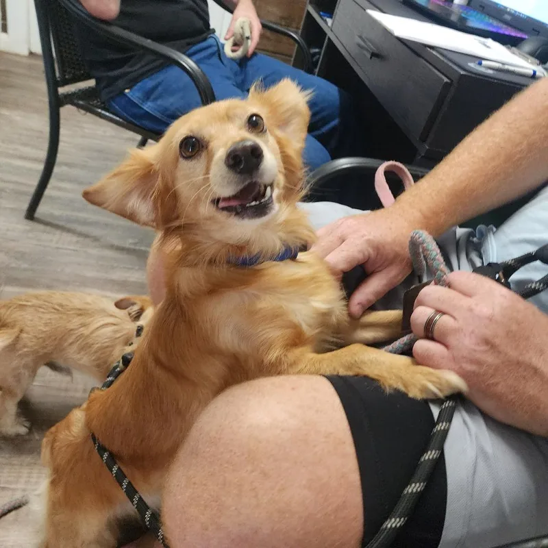 An adult small-sized male Yellow / Tan / Blond / Fawn Dachshund dog named Buddy for adoption in Evensville, TN