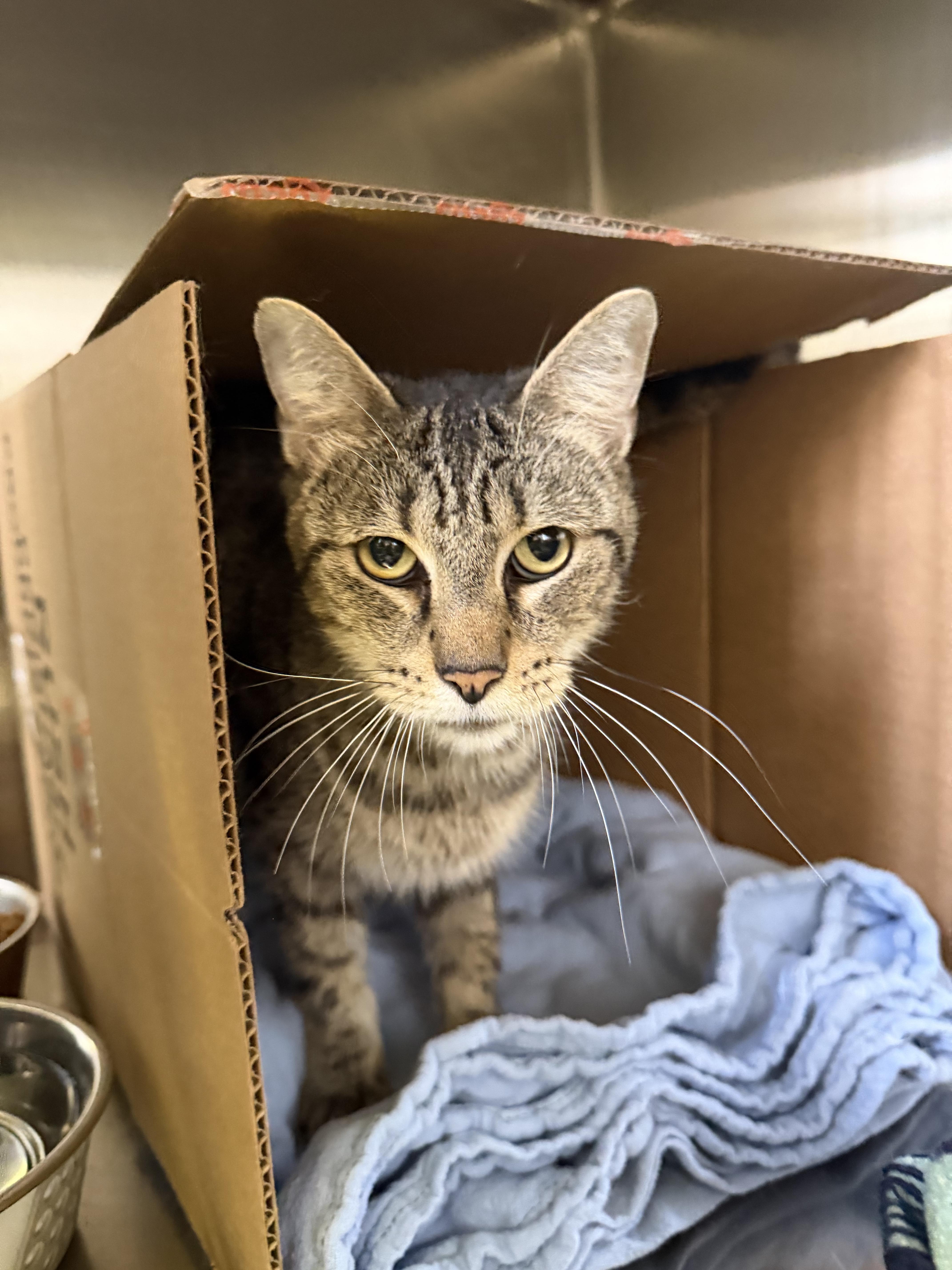 A senior medium-sized male Tabby (Brown / Chocolate) Domestic Short Hair cat named Bob for adoption in Kankakee, IL