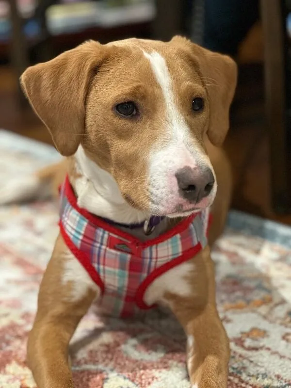 An adult medium-sized female Yellow / Tan / Blond / Fawn Labrador Retriever dog named Alice for adoption in Aiken, SC