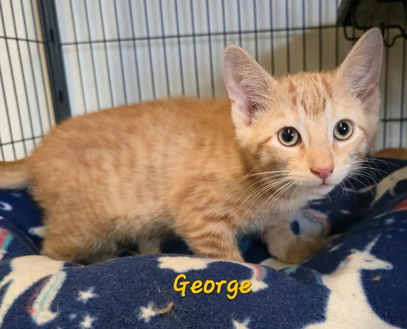 A baby medium-sized male Domestic Short Hair cat named George for adoption in Cedar Rapids, IA