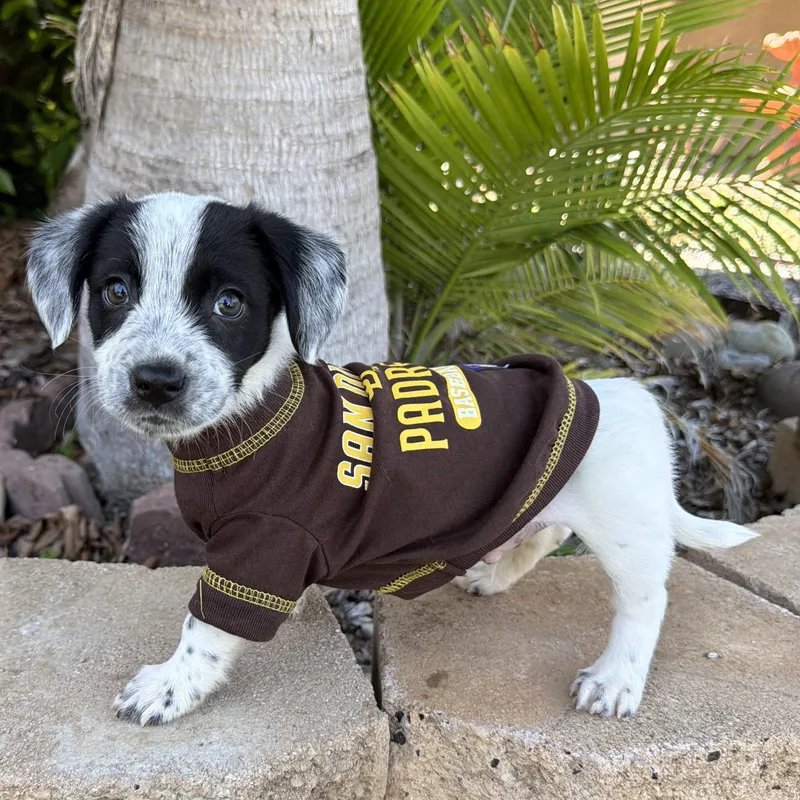 A baby medium-sized male English Springer Spaniel dog named Ukulele for adoption in San Diego, CA