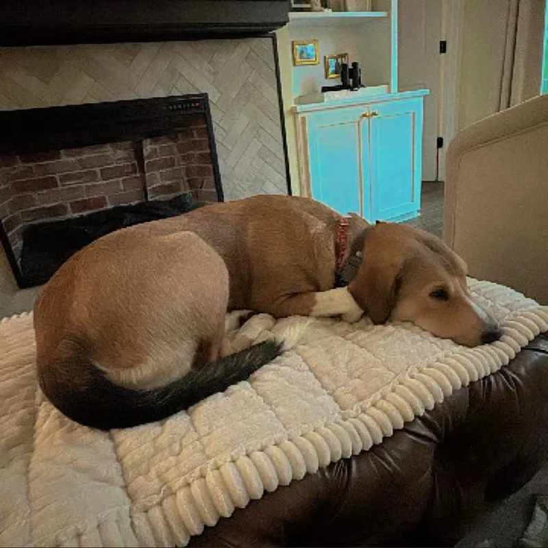 An adult large-sized female Brown / Chocolate Great Pyrenees dog named Gia for adoption in Joliet, IL